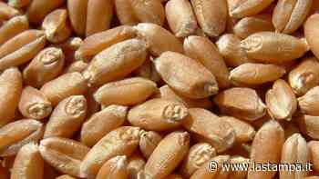 “Senza tecnologie vegetali a rischio il 20 per cento delle colture” - La Stampa