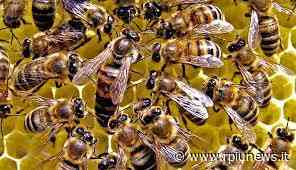 CENTO STUDENTI ABRUZZESI STUDIANO LE API, PER IMPARARE L'ECOLOGIA - R+News