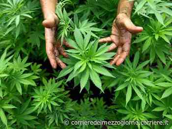 Martina Franca, malato di sclerosi ai domiciliari per detenzione di cannabis: liberato dopo 3 giorni - Corriere del Mezzogiorno