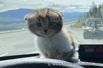 Catnap leads to crash on Coquihalla – Kimberley Daily Bulletin - Kimberley Bulletin