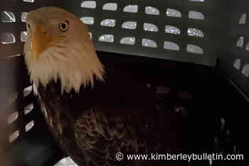 BC eagle recovering after crashing through window – Kimberley Daily Bulletin - Kimberley Bulletin