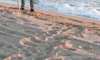 Massa Lubrense - Tartarughe, occhio alle tracce sulla sabbia - StabiaChannel.it
