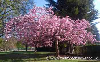 Cassiobury Park Covid 'Ring of Reflection' tree planting
