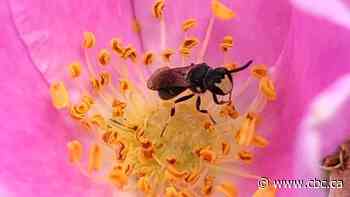 Why naturalists are encouraging homeowners to keep their lawns 'messy' this spring