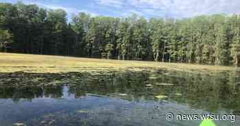Algae bloom on Lake Munson to be re-tested for toxins - WFSU