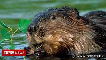 Beaver engineering in the Arctic to be studied