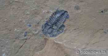 Quebecer fined $20,000 after 45 fossils stolen from Burgess Shale, Parks Canada says