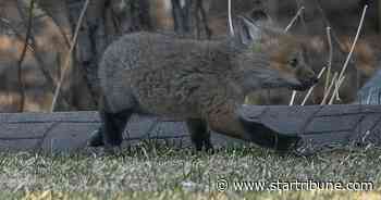 Virus that has killed scores of birds turns up in first wild mammal in Minnesota