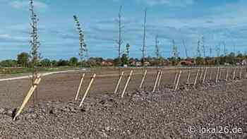 An den Schöfelwiesen: Stadt Jever lässt 888 heimische Gehölze und Sträucher für Artenvielfalt pflanzen - Lokal26