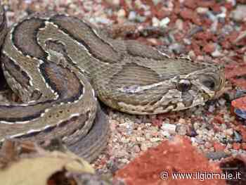India, mangia una focaccia e vi trova pelle di serpente