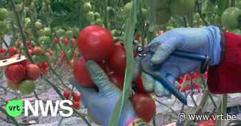 Groenten- en fruitbedrijf Vergro uit Meulebeke is Brexit goed doorgekomen - VRT NWS