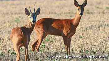 Zum Schutz der Bäume: Schießen die Jäger in Calw zu wenige Rehe?