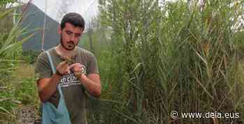 Emisión en directo hoy jueves de un "coro matutino de aves" en Urdaibai Bird Center - Deia