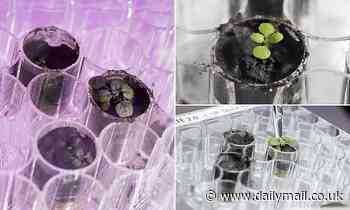 One small step towards plants on the MOON? Scientists grow cress in lunar soil for the first time 