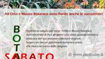 'Le fioriture della collezione delle succulente' – Visita guidata - PisaToday