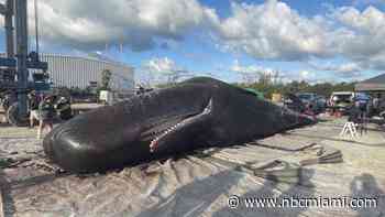 2 Dead Sperm Whales Found Beached in Florida Keys in One Week
