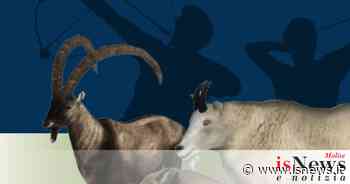 Tiro con l'arco alla sagoma 3D, domenica gara interregionale - isnews.it