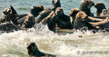 Fisheries minister pledges to study impact of seals on Atlantic Canada’s fisheries