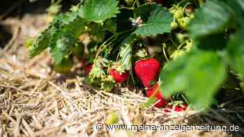 Zur Blüte: Erdbeeren brauchen Bett aus Stroh