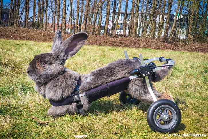 Invalide Vlaamse reus kan weer stappen dankzij innovatieve rolwagen: “Flip is weer een gelukkig konijn”