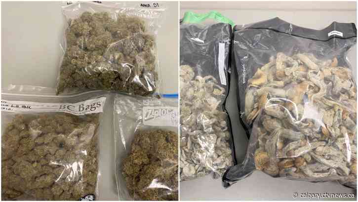Drugs and cash seized from illegal cannabis shop near Cardston, Alta.