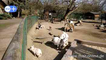 Ein Besuch aus Rathenow im Tierpark Stendal - Märkische Allgemeine Zeitung
