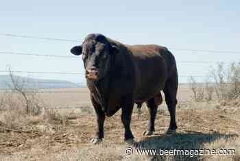 Getting new bulls ready