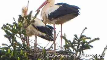 Tiere in Schramberg - Storchenpaar hat sich gegen viele andere durchgesetzt - Schwarzwälder Bote