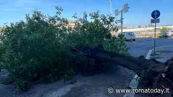 Albero crolla in strada