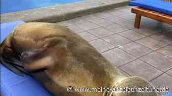 Seelöwin erobert Hotel-Liegestuhl und wird zum TikTok-Star