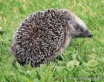 Abu im Kreis Soest warnt vor Mährobotern als tödliche Falle für Igel - Der Patriot Lippstädter Zeitung
