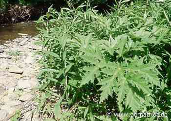 Wie und warum der Kreis Soest den Riesenbärenklau ausrotten will - Der Patriot Lippstädter Zeitung