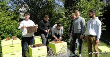 Honig kommt künftig aus dem Schulgarten | Lokale Nachrichten aus Detmold - Lippische Landes-Zeitung