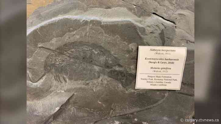 Investigation into fossil heist leads to $20K fine from Parks Canada