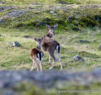 Sidney Island deer cull in limbo - Victoria - Times Colonist