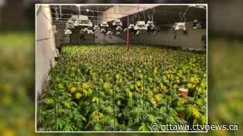 Police seize 7600 marijuana plants at a location in Renfrew, Ont. - CTV News Ottawa