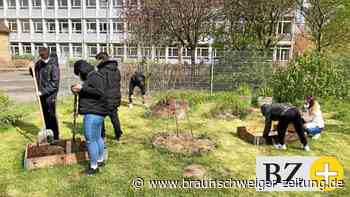 Vechelder Hauptschüler bauen an Gemüse für den Unterricht