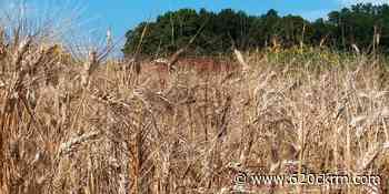 1300 bushels of durum stolen in southwest Saskatchewan - 620 CKRM.com
