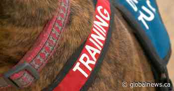 University of Saskatchewan study shows service dogs improve veteran mental health - Global News