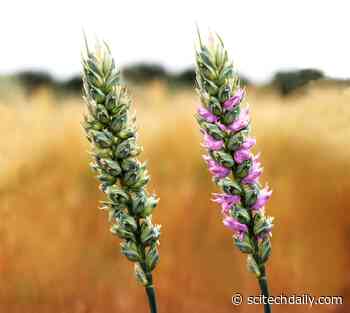 Higher Quality Wheat: Increased Yields and Up to 25% More Protein Content