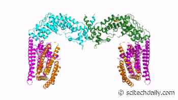 Structure of “Gliding Bird” Plant Defense Protein Could Lead to Better Crops