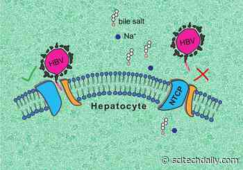 3D Structure of the “Gateway” to the Liver Could Enable Treatments To Fight Hepatitis