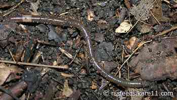 As the weather warms, experts warn to watch for invasive jumping worms