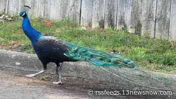 Peacock sightings in River Walk, Greenbrier, other areas of Chesapeake