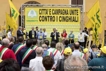 Cinghiali a Roma - Città Nuova - Città Nuova