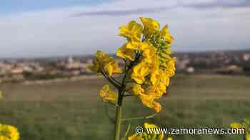 El tiempo en Zamora | Viernes de cielos variables que pasarán a velarse por la tarde - Zamora News