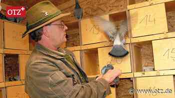 Wie Jena sein Stadttauben-Problem in den Griff bekommt - Ostthüringer Zeitung