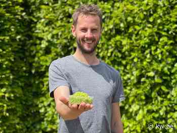 David Van Steenkiste uit Beernem haalt 'groene kaviaar' exclusief naar België - KW.be - KW.be