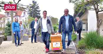 Honigsammler für Heppenheim - Echo Online