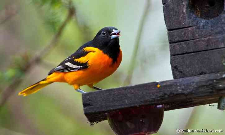 Cardin Introduces Bill Expanding Protection Programs For Migratory Birds, Including Baltimore Oriole